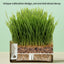 PetTime natural soil-less cat grass treats in a bowl, showing fresh green catnip-like grass for feline snacking.