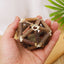 Wooden Polygonum catnip ball toy by PetTime, featuring a geometric wooden design and infused with catnip for feline play.