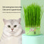 PetTime natural soil-less cat grass treats with fresh green grass, designed for cats to enjoy healthy, soil-free grazing.